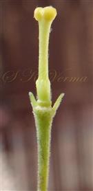  Pistil